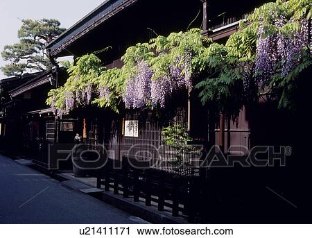 Wisteria and Japanese Architecture, Takayama, Gifu, Japan View Large Photo Image Stock Image - Wisteria and Japanese Architecture, Takayama, Gifu, Japan. Fotosearch