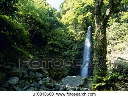 Yoro Falls, Yoro, Gifu, Japan View Large Photo Image Stock Image - Yoro Falls, Yoro, Gifu, Japan. Fotosearch