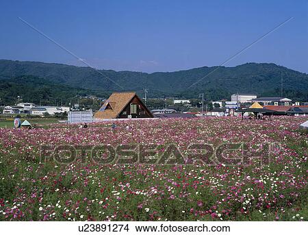 Picture - Cosmos Village, Maniwa, Okayama, Japan. Fotosearch
