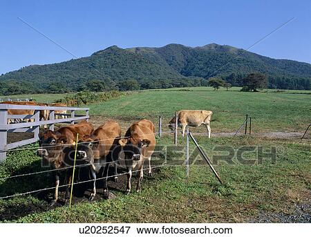 Stock Photo - Jersey Cow, Maniwa, Okayama, Japan. Fotosearch