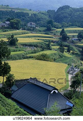 Picture - Kitasho Terraced Rice Paddies, Kumenan, Okayama, Japan. Fotosearch