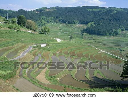 Stock Photo - Oohaganishi Terraced Rice Paddies, Misaki, Okayama, Japan. Fotosearch