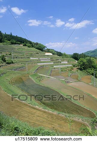 Stock Photo - Oyama Terraced Rice Paddies, Misaki, Okayama, Japan. Fotosearch