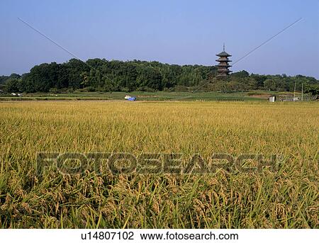 Rice Field and Five Story Pagoda, Soja, Okayama, Japan View Large Photo Image Stock Image - Rice Field and Five Story Pagoda, Soja, Okayama, Japan. Fotosearch