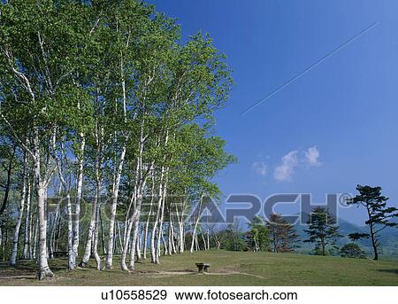 Stock Photo - Shirakaba-no-oka, Maniwa, Okayama, Japan. Fotosearch