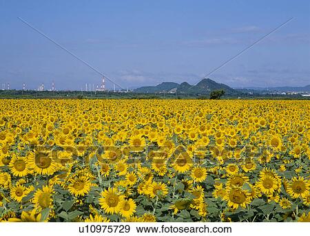 Stock Photo - Sunflower at Kasaoka Reclaimed Land, Kasaoka, Okayama, Japan. Fotosearch