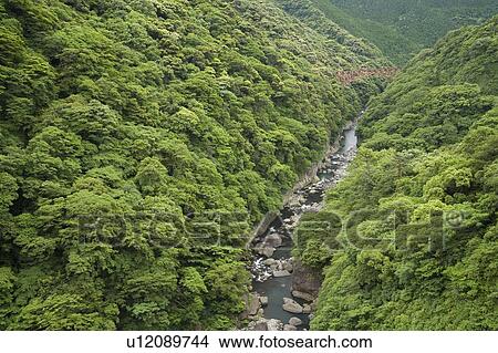 Aso Kitamukidani Forest, Minamiaso, Kumamoto, Japan View Large Photo Image Picture - Aso Kitamukidani Forest, Minamiaso, Kumamoto, Japan. Fotosearch