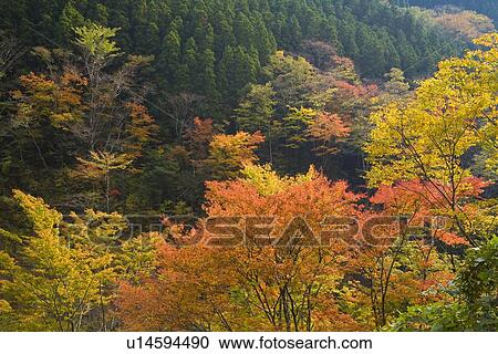 Autumn Leaves at Gokanosho, Yatsushiro, Kumamoto, Japan View Large Photo Image Stock Image - Autumn Leaves at Gokanosho, Yatsushiro, Kumamoto, Japan. Fotosearch