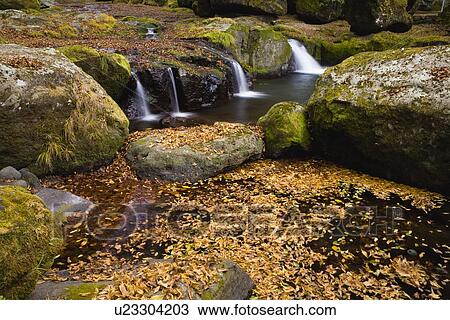 Autumn Leaves, Kikuchi, Kumamoto, Japan View Large Photo Image Stock Image - Autumn Leaves, Kikuchi, Kumamoto, Japan. Fotosearch