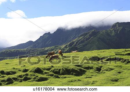 Cows at Mount Aso, Aso, Kumamoto, Japan View Large Photo Image Picture - Cows at Mount Aso, Aso, Kumamoto, Japan. Fotosearch