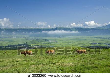 Stock Image - Cows at Mount Aso, Aso, Kumamoto, Japan. Fotosearch