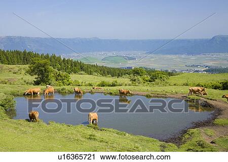 Cows at Mount Aso, Aso, Kumamoto, Japan View Large Photo Image Stock Image - Cows at Mount Aso, Aso, Kumamoto, Japan. Fotosearch