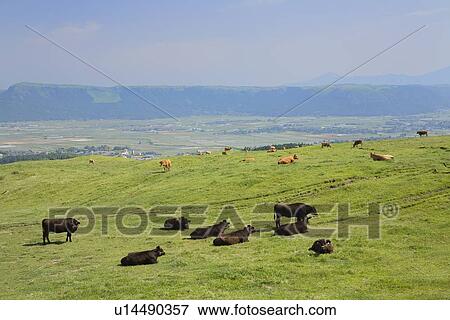 Cows at Mount Aso, Aso, Kumamoto, Japan View Large Photo Image Stock Photo - Cows at Mount Aso, Aso, Kumamoto, Japan. Fotosearch