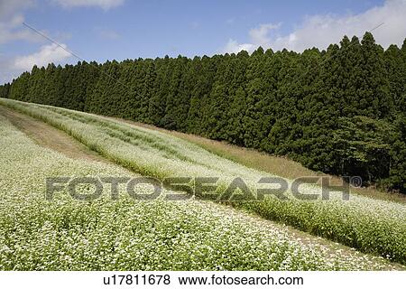 Field of Buckwheat, Aso, Kumamoto, Japan View Large Photo Image Stock Photo - Field of Buckwheat, Aso, Kumamoto, Japan. Fotosearch