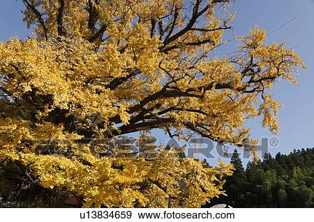 Ginkgo of Shimonojo, Oguni, Kumamoto, Japan View Large Photo Image Stock Photo - Ginkgo of Shimonojo, Oguni, Kumamoto, Japan. Fotosearch