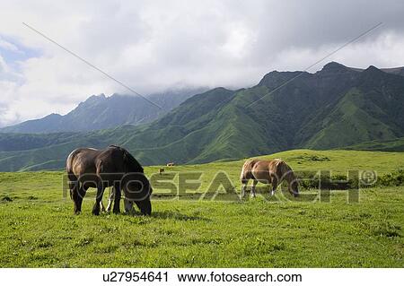 Stock Image - Horses at Mount Aso, Aso, Kumamoto, Japan. Fotosearch