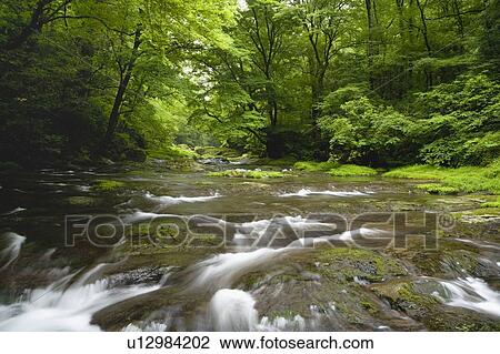 Stock Image - Kikuchi Gorge, Kikuchi, Kumamoto, Japan. Fotosearch