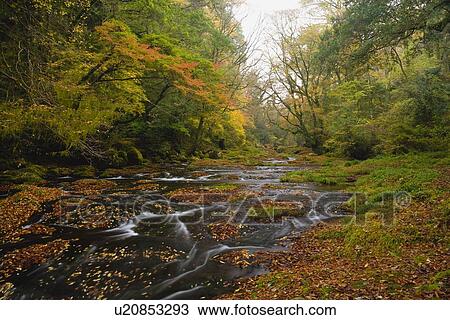 Stock Image - Kikuchi Gorge, Kikuchi, Kumamoto, Japan. Fotosearch