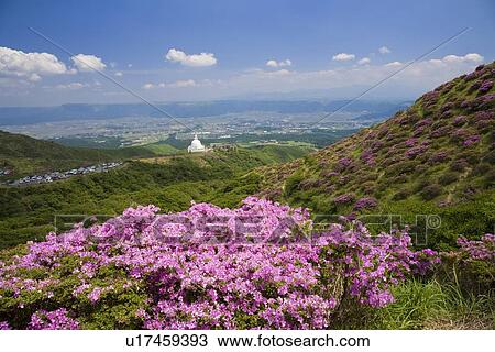 Stock Image - Kyusyu Azalea, Aso, Kumamoto, Japan. Fotosearch