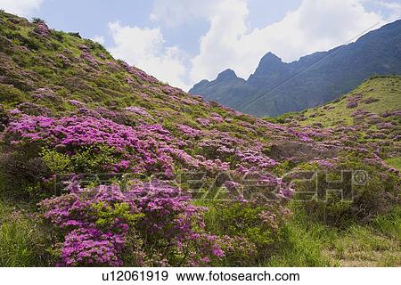 Stock Photo - Kyusyu Azalea, Aso, Kumamoto, Japan. Fotosearch