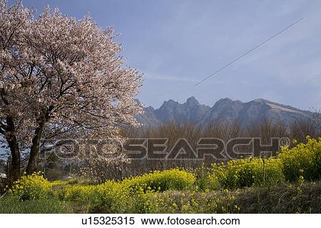 Stock Photography - Mount Neko and Cherry Blossoms, Takamori, Kumamoto, Japan. Fotosearch