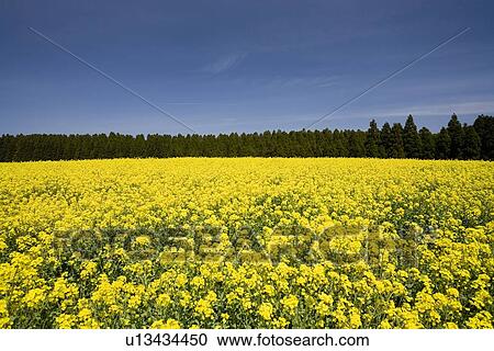 Rape Blossoms, Aso, Kumamoto, Japan View Large Photo Image Stock Image - Rape Blossoms, Aso, Kumamoto, Japan. Fotosearch