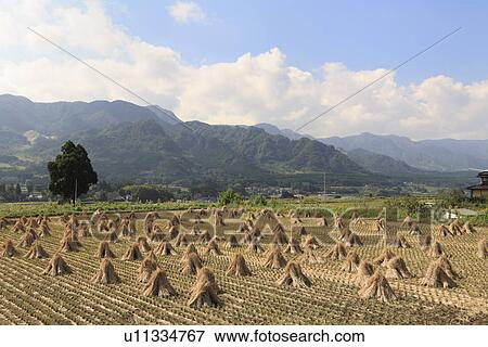 Rice Field, Minamiaso, Kumamoto, Japan View Large Photo Image Stock Photo - Rice Field, Minamiaso, Kumamoto, Japan. Fotosearch