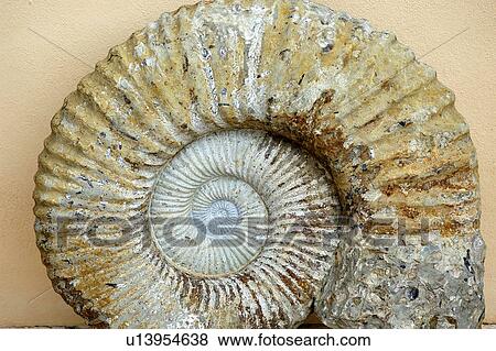 Stony Snail-Shell View Large Photo Image Stock Photo - Stony Snail-Shell. Fotosearch