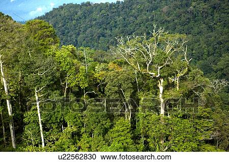 Stock Image - Malaysia, Genting Highland, Rainforest. Fotosearch