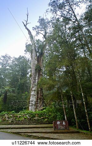 Asia, China, Taiwan, Nantou, Lugu Township, Xitou View Large Photo Image Picture - Asia, China, Taiwan, Nantou, Lugu Township, Xitou. Fotosearch