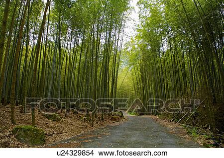 Picture - Asia, China, Taiwan, Nantou, Lugu Township, Xitou. Fotosearch