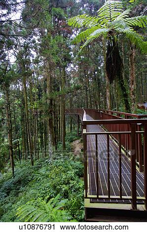 Stock Image - Asia, China, Taiwan, Nantou, Lugu Township, Xitou, Air Corridor. Fotosearch