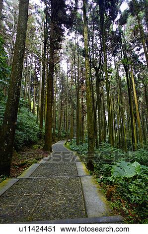 Stock Image - Asia, China, Taiwan, Nantou, Lugu Township, Xitou. Fotosearch