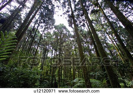 Asia, China, Taiwan, Nantou, Lugu Township, Xitou View Large Photo Image Stock Image - Asia, China, Taiwan, Nantou, Lugu Township, Xitou. Fotosearch