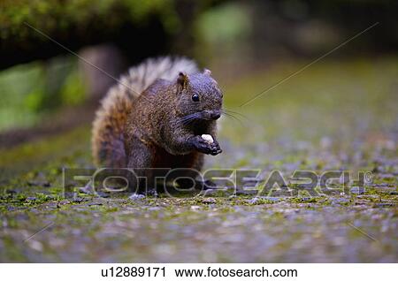 Asia, China, Taiwan, Nantou, Lugu Township, Xitou, Squirrel Close-Up View Large Photo Image Stock Image - Asia, China, Taiwan, Nantou, Lugu Township, Xitou, Squirrel Close-Up. Fotosearch