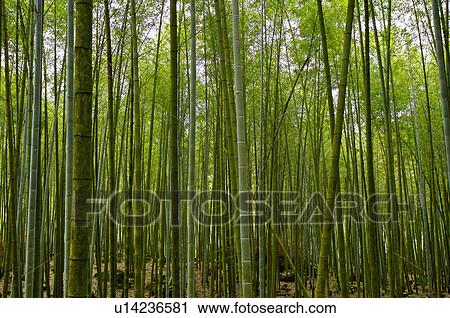 Asia, China, Taiwan, Nantou, Lugu Township, Xitou View Large Photo Image Stock Image - Asia, China, Taiwan, Nantou, Lugu Township, Xitou. Fotosearch