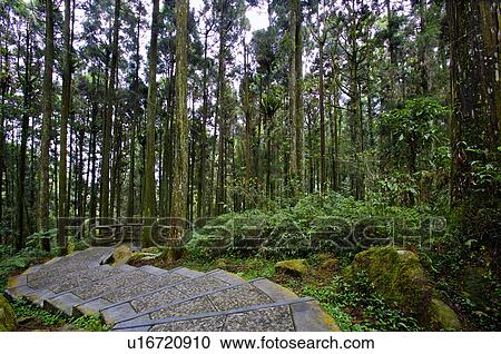 Stock Image - Asia, China, Taiwan, Nantou, Lugu Township, Xitou. Fotosearch