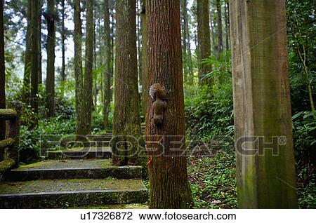 Asia, China, Taiwan, Nantou, Lugu Township, Xitou View Large Photo Image Stock Image - Asia, China, Taiwan, Nantou, Lugu Township, Xitou. Fotosearch