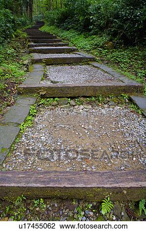 Stock Image - Asia, China, Taiwan, Nantou, Lugu Township, Xitou. Fotosearch