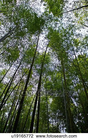 Stock Image - Asia, China, Taiwan, Nantou, Lugu Township, Xitou. Fotosearch