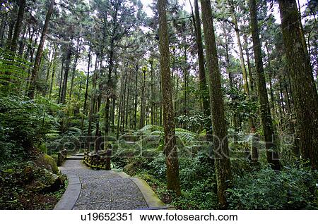 Stock Image - Asia, China, Taiwan, Nantou, Lugu Township, Xitou. Fotosearch