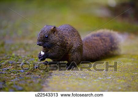 Asia, China, Taiwan, Nantou, Lugu Township, Xitou, Squirrel Close-Up View Large Photo Image Stock Image - Asia, China, Taiwan, Nantou, Lugu Township, Xitou, Squirrel Close-Up. Fotosearch