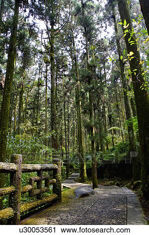 Stock Image - Asia, China, Taiwan, Nantou, Lugu Township, Xitou. Fotosearch