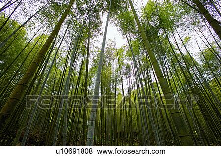 Asia, China, Taiwan, Nantou, Lugu Township, Xitou View Large Photo Image Stock Photo - Asia, China, Taiwan, Nantou, Lugu Township, Xitou. Fotosearch
