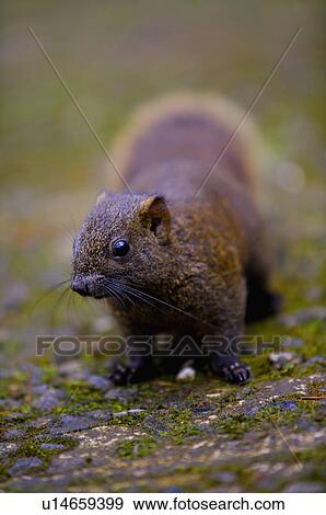 Asia, China, Taiwan, Nantou, Lugu Township, Xitou, Squirrel Close-Up View Large Photo Image Stock Photo - Asia, China, Taiwan, Nantou, Lugu Township, Xitou, Squirrel Close-Up. Fotosearch