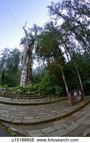 Stock Photo - Asia, China, Taiwan, Nantou, Lugu Township, Xitou. Fotosearch
