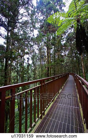 Stock Photo - Asia, China, Taiwan, Nantou, Lugu Township, Xitou, Air Corridor. Fotosearch