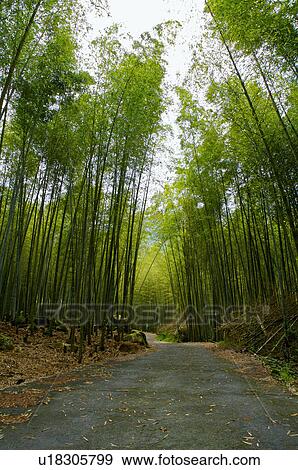 Stock Photo - Asia, China, Taiwan, Nantou, Lugu Township, Xitou. Fotosearch