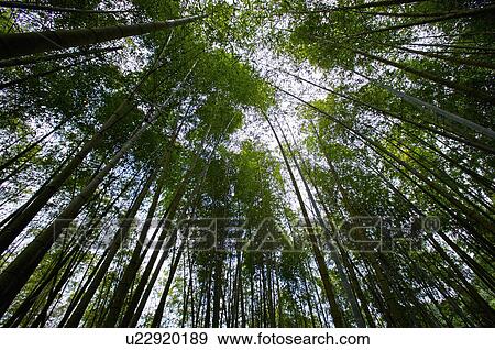 Stock Photo - Asia, China, Taiwan, Nantou, Lugu Township, Xitou. Fotosearch