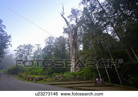 Asia, China, Taiwan, Nantou, Lugu Township, Xitou View Large Photo Image Stock Photograph - Asia, China, Taiwan, Nantou, Lugu Township, Xitou. Fotosearch